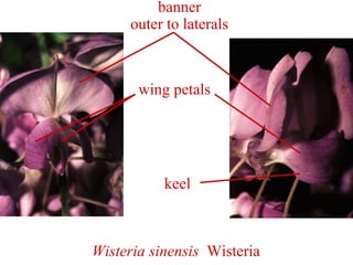 Wisteria sinensis Wisteria
banner
outer to laterals
wing petals
keel
 