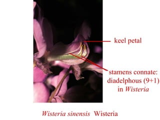 Wisteria sinensis Wisteria
keel petal
stamens connate:
diadelphous (9+1)
in Wisteria
 