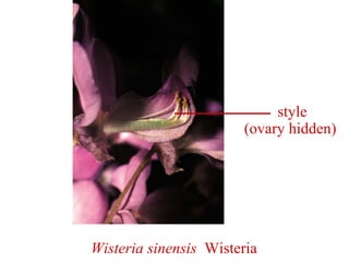 Wisteria sinensis Wisteria
style
(ovary hidden)
 