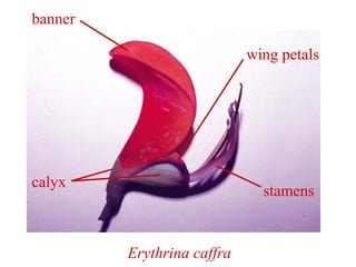 Erythrina caffra
banner
wing petals
stamens
calyx
 