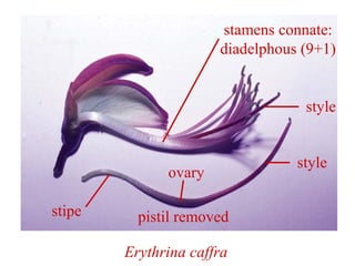 Erythrina caffra
stamens connate:
diadelphous (9+1)
style
pistil removedstipe
ovary
style
 