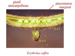 Erythrina caffra
pistil
unicarpellous
placentation
marginal
(l.s.)
(c.s.)
 