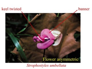 Strophostyles umbellata
Flower asymmetric
bannerkeel twisted
 