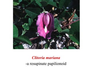 Clitoria mariana
-a resupinate papilionoid
 