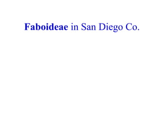 Faboideae in San Diego Co.
 