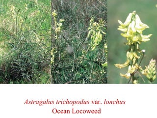 Astragalus trichopodus var. lonchus
Ocean Locoweed
 