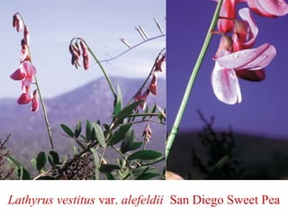 Lathyrus vestitus var. alefeldii San Diego Sweet Pea
 