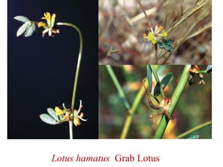 Lotus hamatus Grab Lotus
 