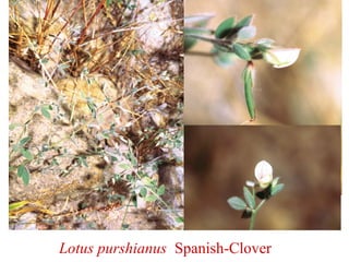 Lotus purshianus Spanish-Clover
 