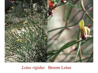 Lotus rigidus Broom Lotus
 