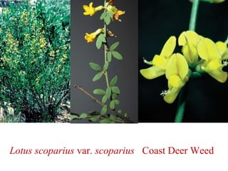 Lotus scoparius var. scoparius Coast Deer Weed
 