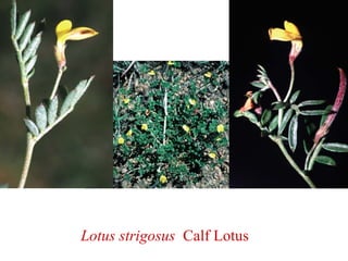 Lotus strigosus Calf Lotus
 