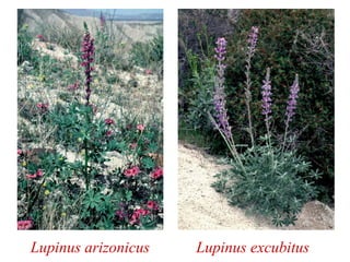 Lupinus arizonicus Lupinus excubitus
 