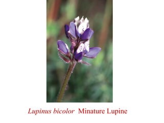 Lupinus bicolor Minature Lupine
 