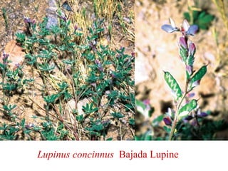 Lupinus concinnus Bajada Lupine
 