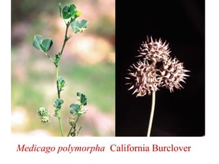 Medicago polymorpha California Burclover
 