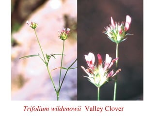 Trifolium wildenowii Valley Clover
 