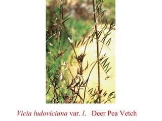 Vicia ludoviciana var. l. Deer Pea Vetch
 