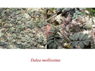 Dalea mollissima
 