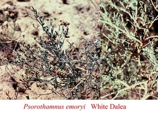 Psorothamnus emoryi White Dalea
 