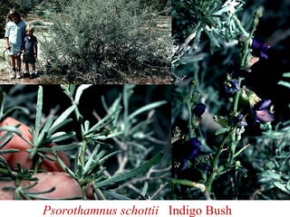 Psorothamnus schottii Indigo Bush
 