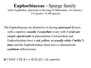 Euphorbiaceae - Spurge family
(after Euphorbus, physician to the king of Mauritania, 1st century).
313 genera / 8,100 species
The Euphorbiaceae are distinctive in having unisexual flowers
with a superior, usually 3-carpellate ovary with 1 ovule per
carpel, apical-axile in placentation; Crotonoideae and
Euphorbioideae have a red, yellow, or usually white (“milky”)
latex and the Euphorbioideae alone have a characteristic
cyathium inflorescence.
K 5 [0] C 5 [0] A 1-∞ G (3) [(2–∞)], superior.
 