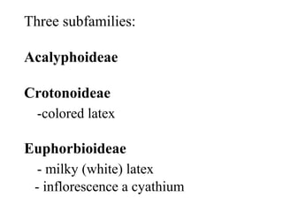 Three subfamilies:
Acalyphoideae
Crotonoideae
-colored latex
Euphorbioideae
- milky (white) latex
- inflorescence a cyathium
 