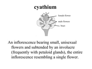 cyathium
An inflorescence bearing small, unisexual
flowers and subtended by an involucre
(frequently with petaloid glands), the entire
inflorescence resembling a single flower.
 