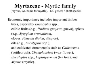 Myrtaceae - Myrtle family
(myrtus, Gr. name for myrtle). 120 genera / 3850 species
Economic importance includes important timber
trees, especially Eucalyptus spp.,
edible fruits (e.g., Psidium guajava, guava), spices
(e.g., Syzygium aromaticum,
cloves, Pimenta dioica, allspice),
oils (e.g., Eucalyptus spp.),
and cultivated ornamentals such as Callistemon
(bottlebrush), Chamelaucium (wax-flower),
Eucalyptus spp., Leptospermum (tea tree), and
Myrtus (myrtle).
 