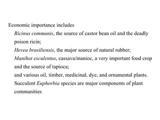 Economic importance includes
Ricinus communis, the source of castor bean oil and the deadly
poison ricin;
Hevea brasiliensis, the major source of natural rubber;
Manihot esculentus, cassava/manioc, a very important food crop
and the source of tapioca;
and various oil, timber, medicinal, dye, and ornamental plants.
Succulent Euphorbia species are major components of plant
communities
 