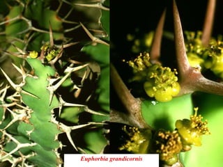 Euphorbia grandicornis
 