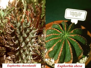 Euphorbia shoenlandii Euphorbia obesa
 