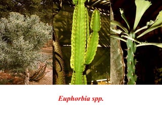 Euphorbia spp.
 