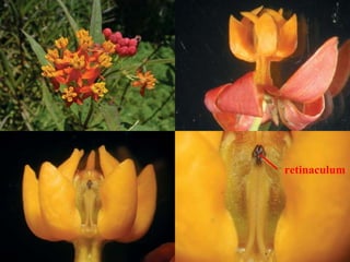retinaculum
 