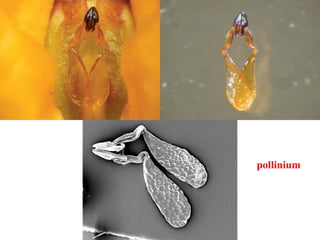 pollinium
 