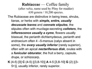 Rubiaceae — Coffee family
(after rubia, name used by Pliny for madder)
630 genera / 10,200 species.
The Rubiaceae are distinctive in being trees, shrubs,
lianas, or herbs with simple, entire, usually
decussate leaves and connate stipules, the
stipules often with mucilage-secreting colleters, the
inflorescence usually a cyme, flowers usually
bisexual, the perianth dichlamydeous, perianth and
androecium often 4 –5-merous (calyx absent in
some), the ovary usually inferior (rarely superior),
often with an apical nectariferous disk, ovules with
a funicular obturator, the fruit a berry, capsule,
drupe, or schizocarp.
K (4-5) [0] C (4-5) [(3,8-10)] A 4-5 [3,8-10] G (2) [(3-
5+)], usually inferior, rarely superior.
 