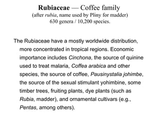 Rubiaceae — Coffee family
(after rubia, name used by Pliny for madder)
630 genera / 10,200 species.
The Rubiaceae have a mostly worldwide distribution,
more concentrated in tropical regions. Economic
importance includes Cinchona, the source of quinine
used to treat malaria, Coffea arabica and other
species, the source of coffee, Pausinystalia johimbe,
the source of the sexual stimulant yohimbine, some
timber trees, fruiting plants, dye plants (such as
Rubia, madder), and ornamental cultivars (e.g.,
Pentas, among others).
 