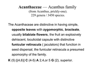Acanthaceae — Acanthus family
(from Acanthus, prickly-one).
229 genera / 3450 species.
The Acanthaceae are distinctive in having simple,
opposite leaves with zygomorphic, bracteate,
usually bilabiate flowers, the fruit an explosively
dehiscent, loculicidal capsule with distinctive
funicular retinacula ( jaculators) that function in
seed dispersal, the funicular retinacula a presumed
apomorphy of the family.
K (5) [(4,6)] C (4-5) A 2,4,or 5 G (2), superior.
 