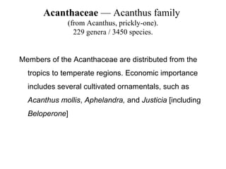 Acanthaceae — Acanthus family
(from Acanthus, prickly-one).
229 genera / 3450 species.
Members of the Acanthaceae are distributed from the
tropics to temperate regions. Economic importance
includes several cultivated ornamentals, such as
Acanthus mollis, Aphelandra, and Justicia [including
Beloperone]
 