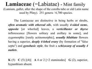 Lamiaceae (=Labiatae) - Mint family
(Lamium, gullet, after the shape of the corolla tube or old Latin name
used by Pliny). 251 genera / 6,700 species.
The Lamiaceae are distinctive in being herbs or shrubs,
often aromatic with ethereal oils, with usually 4-sided stems,
opposite [or whorled] leaves, a verticillaster or thyrse
inflorescence [flowers solitary and axillary in some], and
zygomorphic [rarely actinomorphic], usually bilabiate flowers
having a superior, deeply 4-lobed ovary (by formation of "false
septa") and gynobasic style, the fruit a schizocarp of usually 4
nutlets.
K (5) C (5) [(4)] A 4 or 2 [+2 staminodes] G (2), superior,
hypanthium absent.
 