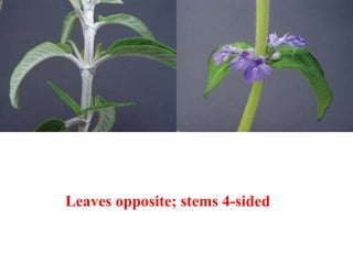 Leaves opposite; stems 4-sided
 