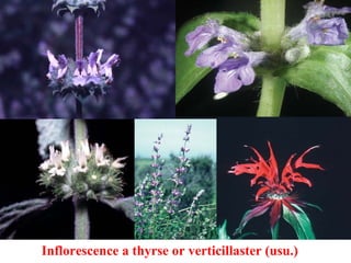 Inflorescence a thyrse or verticillaster (usu.)
 
