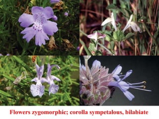 Flowers zygomorphic; corolla sympetalous, bilabiate
 