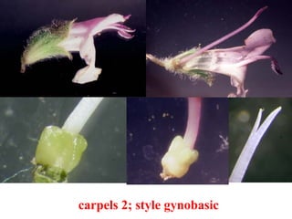 carpels 2; style gynobasic
 