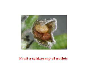 Fruit a schizocarp of nutlets
 