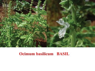 Ocimum basilicum BASIL
 