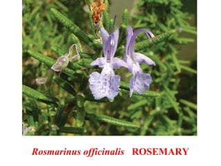 Rosmarinus officinalis ROSEMARY
 