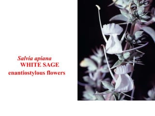 Salvia apiana
WHITE SAGE
enantiostylous flowers
 