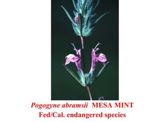 Pogogyne abramsii MESA MINT
Fed/Cal. endangered species
 