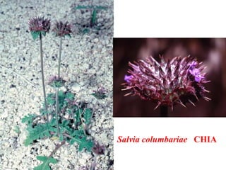 Salvia columbariae CHIA
 